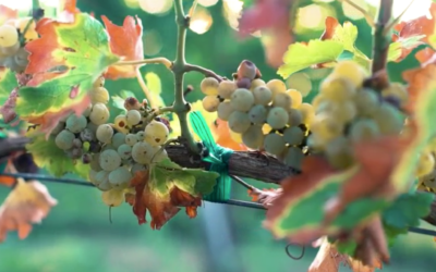 2017 TEXAS WINE GRAPE HARVEST ON TRACK TO BE EARLY