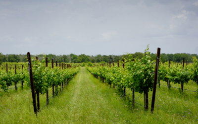 TEXAS FINE WINE PREDICTS 2015 HARVEST TO DELIVER ONE OF THE  MOST BALANCED CROPS IN MANY YEARS