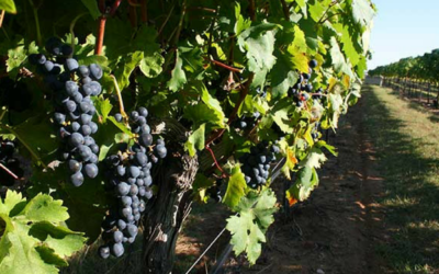 TEXAS FINE WINE PREDICTS 2016 HARVEST TO YIELD HIGH QUALITY FRUIT, WITH RECORD CROP FOR SOME VARIETIES