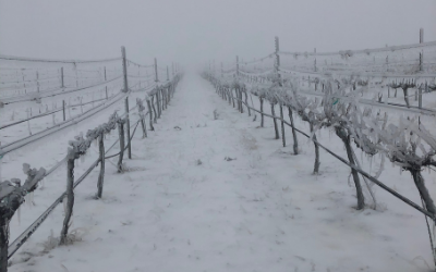 SNOW & ICE COVER TEXAS WINE COUNTRY